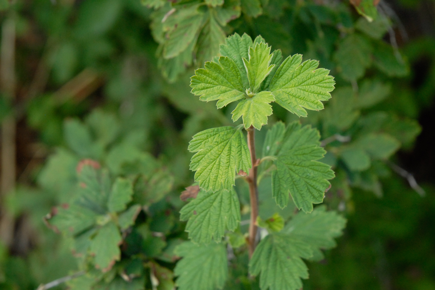 Rock Spirea